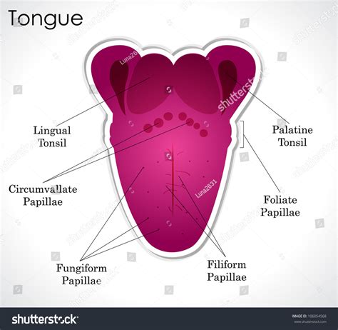 Anatomy Of The Human Tongue. Vector Version Is Also Available In This ...