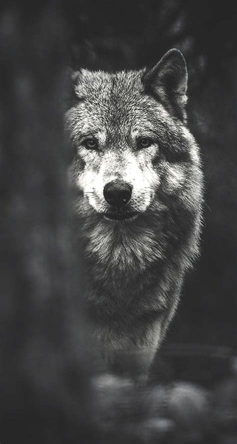 Wolf iPhone Wallpapers - Top Free Wolf iPhone Backgrounds - WallpaperAccess