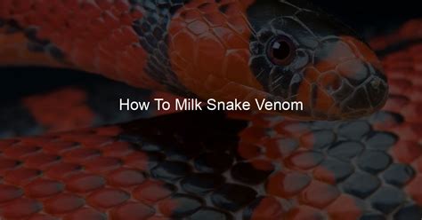 How To Milk Snake Venom - My Milk Pet