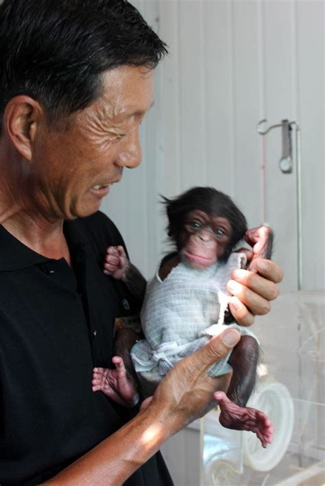 Newborn chimp being hand raised in China