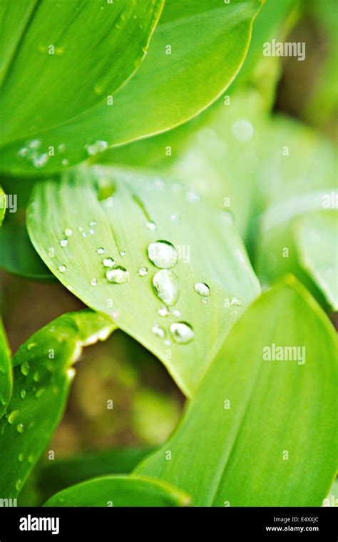 leaves with rain drops Stock Photo - Alamy