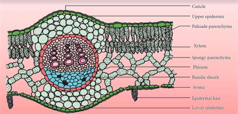 Explain the transverse section of dicot leaf with a neat labelled diagram.