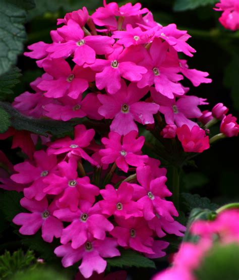 Pink Flowers | Flowers| Free Nature Pictures by ForestWander Nature ...