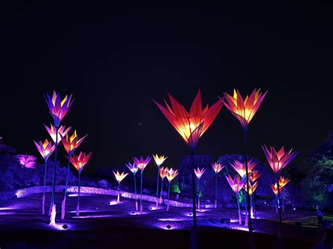 Lightscape is back at the San Antonio Botanical Garden – Planten En Bloemen