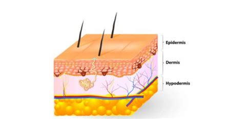 Trivia Questions On Structure And Function Of The Hypodermis! Trivia ...