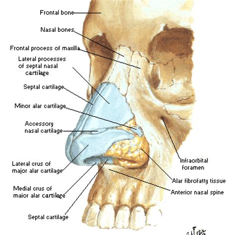 Nose, cartilage (form and structure). #art #anatomy #artreference # ...