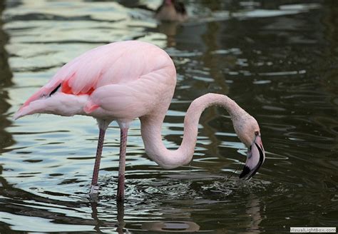 Flamingos Identification - Types of Flamingo species - Wildfowl ...