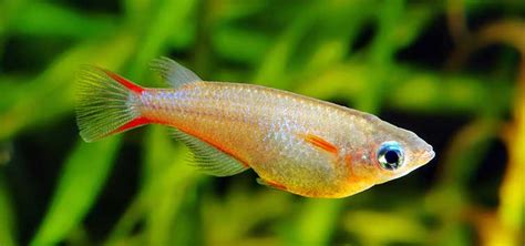 Ricefish from the Genus Oryzias | Tropical Fish Hobbyist Magazine