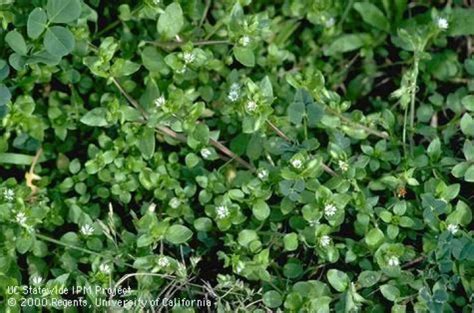 Common Garden Weed Identification: Photos & Descriptions | The Old ...