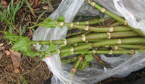 Japanese Knotweed / Japanese knotweed (fallopia japonica) is a large ...