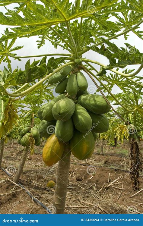 Papaya Tree Stock Images - Image: 3435694