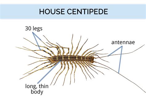 House Centipede Size