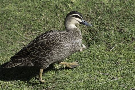 Pacific Black Duck at Moonlit Sanctuary | Bird photography, Beautiful ...