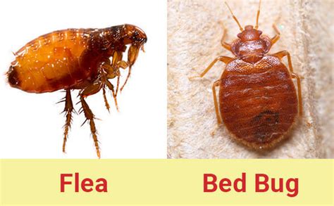 Bed Bug Vs Flea Bites