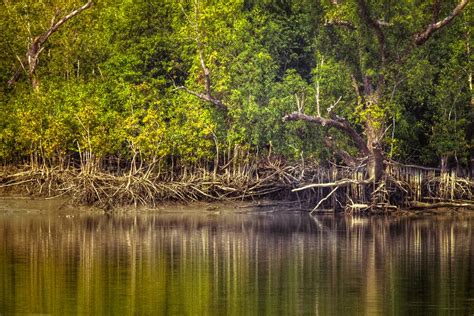 The Most Threatened Ecosystem. Mangroves forests are described as the ...