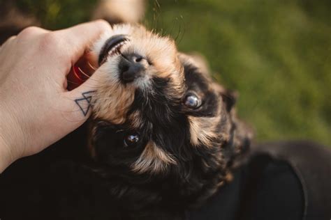 Bernedoodle Haircuts: Hairstyle Pictures, Tips, and Grooming Advice