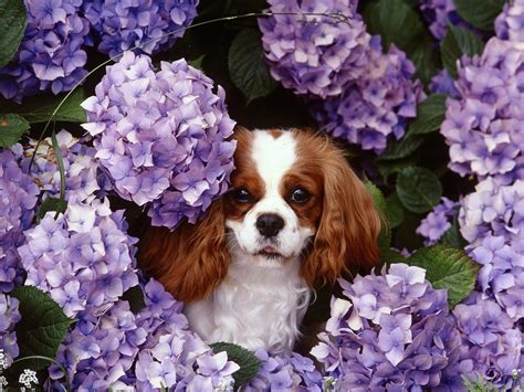 Puppy World: Cavalier King Charles Spaniel Puppy Pictures