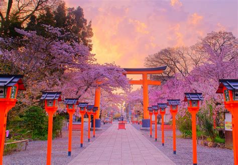 10 Best Places To See Cherry Blossoms in Kyoto | CuddlyNest