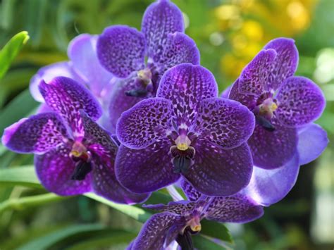 Orchid Propagation Methods - Learn How To Propagate Vanda Orchids