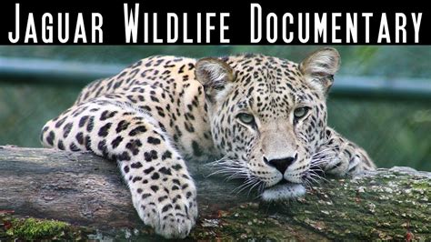 The Jaguar - Big Cats - National Geographic Wild - Wildlife Documentary ...