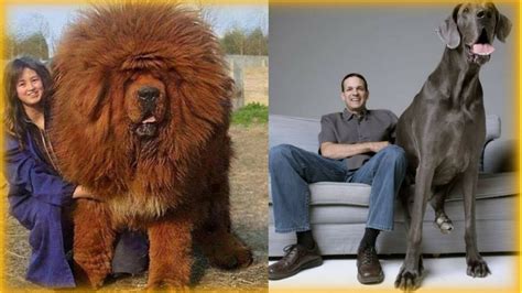 What Is The Largest Dog Breed On Earth