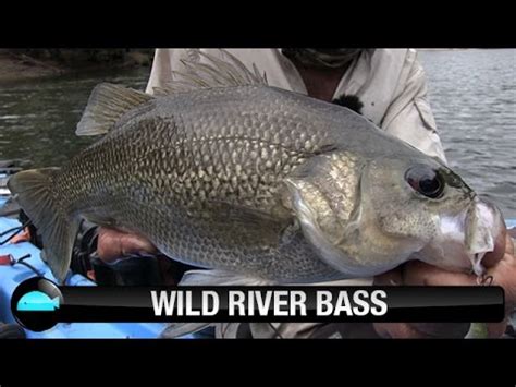 Catching Australian Bass on hardbody lures | We Flick Lure Fishing ...