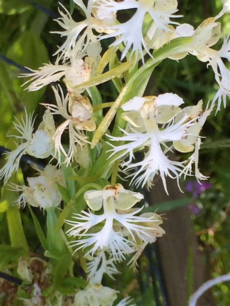 Fermilab plants rare orchids to support population of endangered species