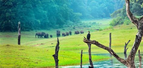 Thekkady Boating In 2021-Online Booking, Timings, Cost, Fare For ...