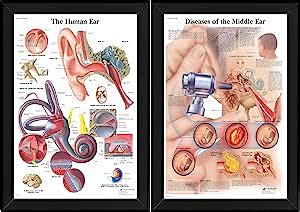 AllStarMedia Human Ear & Diseases Of The Middle Ear - Human Body ...