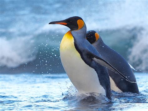 King penguins – Australian Antarctic Program