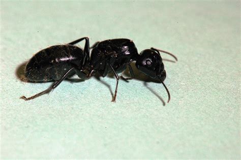 Carpenter Ants Identification Wisconsin - Picture Of Carpenter