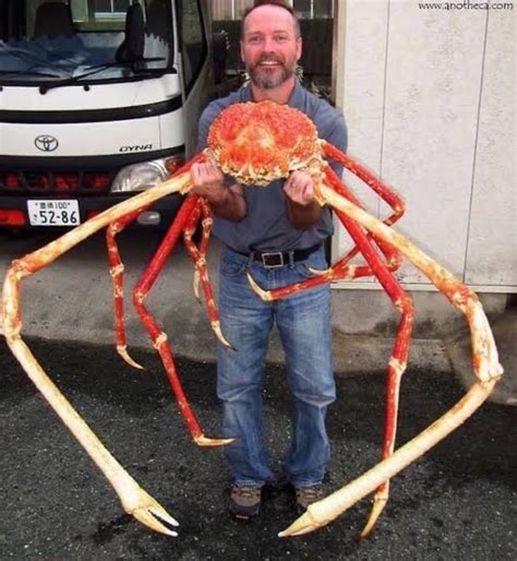 King Crab it is a companion +40 intimidtion blessimg of the crustaceans ...