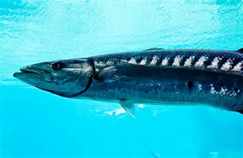 Barracuda - Description, Habitat, Image, Diet, and Interesting Facts