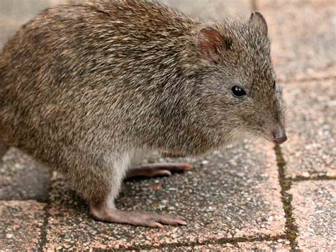 Long-Nosed Potoroo Profile: Traits, Facts, Diet, Habitat - Mammal Age