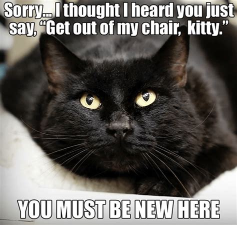 Black Cat Magic: Cat Memes | Funny cats, Funny animals, Cats