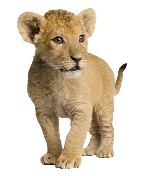 Lion Cub PNG Transparent Images