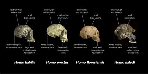 26. Homo naledi | The History of Our Tribe: Hominini