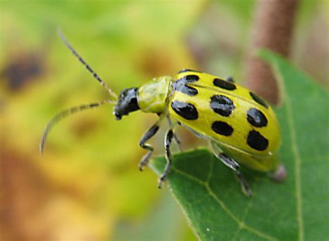 Yellow ladybug? - Diabrotica undecimpunctata - BugGuide.Net