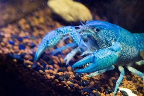 Electric Blue Crayfish: Your Ultimate Care Guide & Interesting Facts