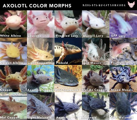 Resources | Axolotl Questions — axolotlquestions.com