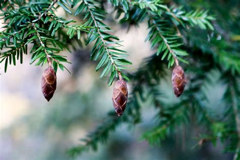 25 Types of Evergreen Tree to Add to Your Yard