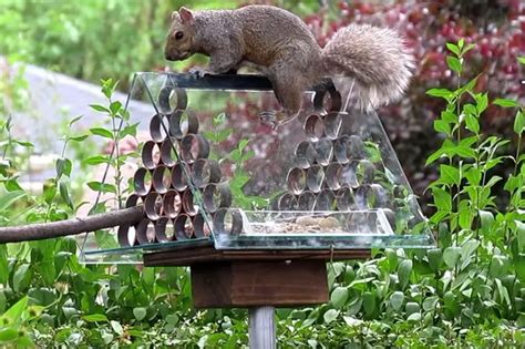 How to Build A Squirrel-Proof Bird Feeder - The Bird Geek