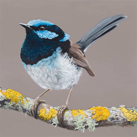 Blue Wren Print | Bird drawings, Australian animals, Australian native ...