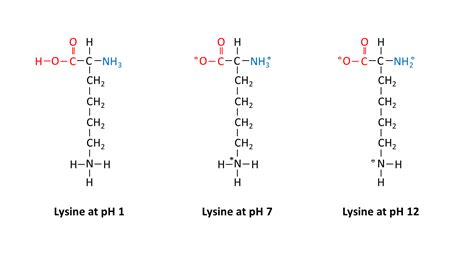 Modify lysine, below, to show the predominant form at pH 7. | Quizlet