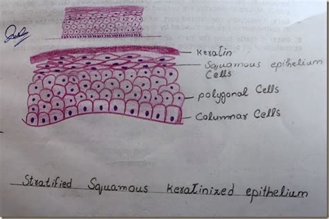 Stratified Squamous Keratinized Epithelium Labeled