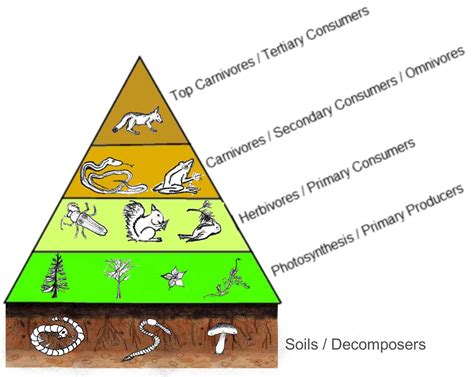 Ecological Pyramids: Short Notes on Ecological Pyramids