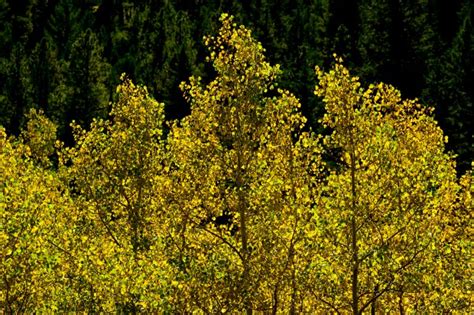 Photos: Fall Colors in Boulder County – Boulder Daily Camera