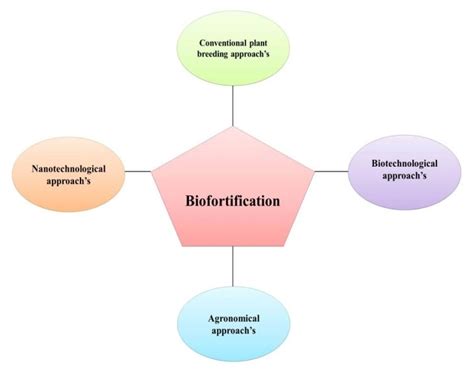 Diagrammatic representation of the biofortification developments ...