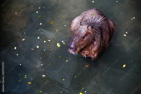 Capybara in water Stock Photo | Adobe Stock