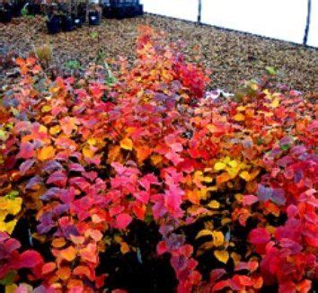 Fothergilla 'Mount Airy' Fall | Plants, Mount airy, Planting flowers